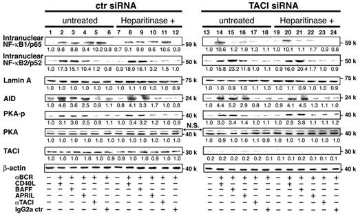 Figure 3. Effects of TACI siRNA and heparitinase on APRIL- and BAFF-induced NF-κB2 and AID expression and PKA phosphorylation. B cells pretreated with control siRNA, TACI siRNA, or heparitinase (10 U/mL) were cultured with anti-BCR antibodies (anti-Igκ and anti-Igλ, 0.5 μg/mL each), CD40L (2 μg/mL), BAFF (4 μg/mL), APRIL (8 μg/mL), anti-TACI mAb (11H3; 5 μg/mL), or control mouse IgG2a (5 μg/mL) in the presence of TGF-β (1 ng/mL). Incubation times differed with individual probes: 30 minutes for NF-κB1/p65 and TACI, 6 hours for NF-κB2/p52, 72 hours for AID, and 45 minutes for PKA phosphorylation. Nuclear extracts and cell lysates were prepared and subjected to immunoblot analysis. Density of each band was analyzed (LumiVision analyzer) and was presented as relative fold of the minimum density in each panel. Data are representative of 3 independent experiments with similar results.
