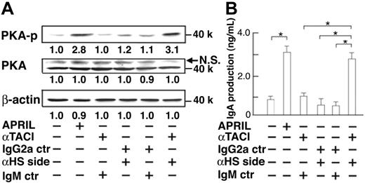 Figure 4. Effects of coligation of TACI and HSPG on PKA phosphorylation and IgA production. (A) IgA-negative B cells were cultured with anti-TACI mAb (11H3), anti–heparan sulfate side chain mAb (10E4), mouse IgG2a, or mouse IgM (5 μg/mL each) for 45 minutes. Then anti–mouse Igκ (1 μg/mL) antibody was added to establish the cross-linking of cell-bound mAbs. APRIL (8 μg/mL) was used as a positive control. After 45-minute incubation, cell lysates were prepared and subjected to immunoblot analysis (B) IgA concentrations in culture supernatant were measured by ELISA after 10 days. Data are mean ± SD. *P < .05. Data are representative of 3 independent experiments with similar results.