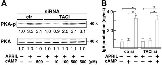 Figure 5. Recovery of APRIL-induced IgA production by activation of PKA in the absence of TACI. Controller TACI siRNA-transfected B cells were cultured with different doses of cAMP analog 8-bromo-cAMP (A; 10, 100 or 500 μM) (B; 500 μM) for 2 hours. Cells were further cultured in the presence of APRIL (8 μg/mL), anti-BCR antibodies (anti-Igκ and anti-Igλ, 0.5 μg/mL each), and TGF-β (1 ng/mL). PKA phosphorylation by immunoblotting (A) or IgA secretion by ELISA (B) was evaluated after 45 minutes or 10 days culture, respectively. Data are mean ± SD. *P < .05. Data are representative of 3 independent experiments with similar results.
