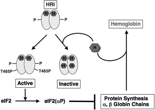 Figure 1. HRI balances heme and globin synthesis by sensing intracellular heme concentrations. During the synthesis of hemoglobin, one molecule of heme is incorporated into each globin chain. When heme concentration is high, heme binds to the second heme-binding domain of HRI and keeps HRI in inactive state, thereby permitting globin protein synthesis and the formation of stable hemoglobin. In heme deficiency, HRI is activated by autophosphorylation. Activated HRI phosphorylates eIF2α and inhibits globin protein synthesis by the mechanism illustrated in Figure 2. HRI, therefore, acts as a feedback inhibitor of globin synthesis to ensure no globin is translated in excess of the heme available for assembly of stable hemoglobin.