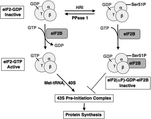 Figure 2. Inhibition of the recycling of eIF2 by HRI during translational initiation. eIF2 is a heterotrimeric protein with GTP/GDP-binding site on the γ-subunit. In the initiation of translation, active eIF2-GTP binds initiating methionyl-tRNA and 40S ribosomal subunit to form 43S preinitiation complex. Upon the joining of the 60S ribosomal subunit, GTP bound to eIF2 is hydrolyzed to GDP as an energy source for the joining reaction to form 80S initiating ribosome. To recycle eIF2 for another round of initiation, it is necessary to exchange the bound GDP for GTP. This exchange reaction is catalyzed by another initiation factor eIF2B, which is present in a limiting amount. When eIF2 is phosphorylated by HRI on the Ser51 of the α-subunit, it binds to eIF2B tightly and inactivates eIF2B activity. Depletion of functional eIF2B, therefore, keeps eIF-2 strained in the inactive GDP state and inhibits protein synthesis.