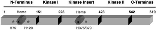 Figure 3. Protein structure of HRI. HRI is divided into 5 domains as indicated. The amino acid sequence of mouse HRI is used here. Heme molecules are marked in red; S denotes the stable heme-binding site, while R denotes the reversible heme-binding site. *Histidine residues that coordinate the heme molecule.
