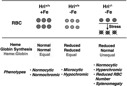 Figure 4. HRI is responsible for the adaptation of microcytic hypochromic anemia in iron deficiency. In iron deficiency, heme concentration declines, which leads to HRI activation and inhibition of globin synthesis as illustrated in Figure 1. This results in decreased hemoglobin and total protein content in Hri+/+ RBCs. In the absence of HRI (Hri−/−), protein synthesis continues in the face of heme deficiency, resulting in excess globins. These heme-free globins are unstable and precipitate as inclusions (marked in green) in RBCs and their precursors, causing destruction of these cells. Hri−/− RBCs are of normal cell size and slightly hyperchromic. However, Hri−/− mice have decreased RBC number, reticulocytosis, and splenomegaly.
