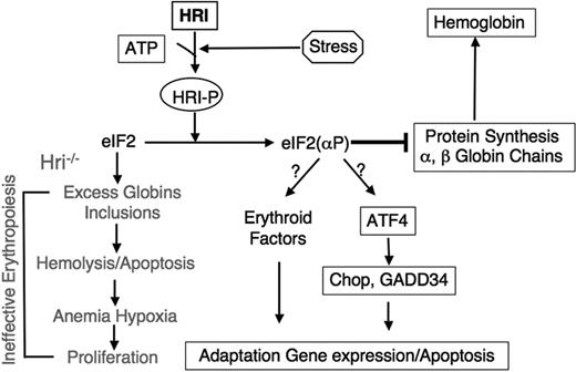 Figure 5. Proposed roles of HRI signaling pathway in stress erythropoiesis. Upon stress in erythroid cells, HRI is activated first to inhibit protein synthesis in order to reduce toxic globin precipitates. We propose that HRI also participates in the second arm of defense by increasing expression of specific genes such as Chop and GADD34, necessary for the adaptation to stress conditions. However, when the stress is insurmountable, this signaling pathway can also lead to apoptosis. In the absence of HRI, excess globins form inclusions and lead to hemolysis as well as apoptosis of erythroid precursors. Consequently, ineffective erythropoiesis occurs.