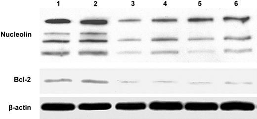 Figure 6. Knockdown of nucleolin decreases bcl-2 protein levels in stable clones of MCF-7 cells. The cells were transfected with either a scrambled siRNA (lanes 1 and 2) or a nucleolin siRNA (lanes 3-6). S10 cell extracts were prepared and the amounts of immunoreactive nucleolin, bcl2, and β-actin proteins were determined by Western blotting.