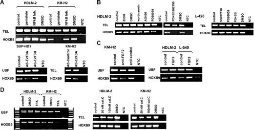 Figure 2. RT-PCR analysis of HOXB9 after stimulation of HL cell lines. (A) HDLM-2 and KM-H2 were treated with 200 μM genistein and 14 mM NFκB inhibitor for 12 hours. In contrast to HDLM-2, genistein treatment reduced HOXB9 expression in KM-H2 cells, whereas NFκB inhibitor showed no effect. Antisense oligonucleotide (AS) treatment directed against E2F3A in SUP-HD1 and KM-H2 cells affected HOXB9 reduction relative to control oligonucleotide, indicating an activatory influence for this protein. (B) HDLM-2 and L-428 cells were treated with the following inhibitors of signaling pathways for 12 hours: 1 μM wortmannin (PI3K), 100 μM AG490 (JAK/STAT), 50 μM PD98059, and 100 μM SB202190 (ERK1/2 MAPK). HOXB9 showed reduction in HDLM-2 cells only, following MAPK pathway inhibition, indicating stimulation by this pathway. (C) KM-H2 cells were treated with 10 μg/mL inhibitory antibody directed against FGF2. HDLM-2 and L-540 cells were stimulated with 10 ng/mL recombinant FGF2 protein. HOXB9 expression decreased in KM-H2 and increased in HDLM-2 and L-540 cells. Data indicate an activatory influence of FGF2 on HOXB9 expression. (D) Influence of PKC on HOXB9 expression was analyzed by treating HDLM-2 and KM-H2 cells with a PKC activator TPA (100 nM) or PKC inhibitor calphostin C. Data show the absence of PKC activity in both cell lines. PKC activation reduced HOXB9 expression in KM-H2 but not in HDLM-2. NTC indicates no template control. For cDNA control the expression of ets variant gene 6 (TEL) or UBF was analyzed.