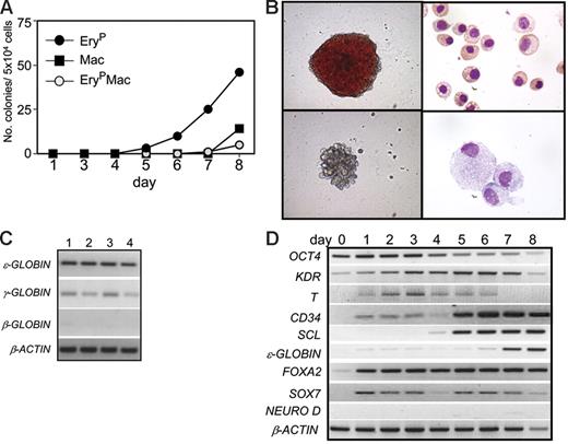 Figure 1. Kinetics of primitive hematopoietic development in human EBs. (A) Kinetics of hematopoietic development in H1 hESC-derived EBs. EBs were harvested on the indicated days, and the cells were dissociated and plated in methylcellulose supplemented with hematopoietic cytokines. EryP indicates colonies of primitive erythrocytes; Mac, colonies of macrophages; and EryPMac, mixed primitive erythroid/macrophage colonies. Bars indicating standard error of the mean number of colonies from 3 cultures are not visible. (B) The top row shows a primitive erythroid colony (left) and primitive erythrocytes (right), whereas the bottom row shows a macrophage colony (left) and macrophages (right). The primitive erythrocytes are from a pool of 10-day-old erythroid colonies generated from day-8 EBs. The macrophages are from the colony shown. Original magnification: for the colonies, × 400; for the cells, × 1000. (C) PCR analyses of 4 individual primitive erythroid colonies from day 8-EBs showing ϵ- and γ- but not β-globin expression. (D) Expression analyses of EBs at different stages of development. Numbers on top represent day of differentiation.