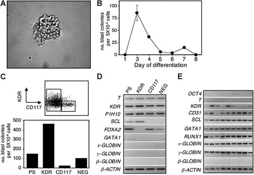 Figure 3. Blast cell colony development from human EBs. (A) Photograph of a 6-day-old blast colony generated from day-3 EBs. Original magnification × 400. (B) Kinetics of blast colony development in EBs generated from H1 ES cells. Bars, where visible, indicate standard error of the mean number of colonies from 3 cultures. (C) Blast colony–forming potential of the presorted population (PS) and the KDR+CD117− (KDR), KDR−CD117+ (CD117), and KDR−CD117− (NEG) populations isolated from day-3 EBs. Top figure shows the gates used to isolate the different fractions. Bottom figure indicates the blast colony potential of each of the fractions as well as of the PS population. Bars indicating standard error of the mean number of colonies from 3 cultures are not visible. (D) Expression analyses of the different fractions isolated in panel C. (E) Expression analyses of 9 individual 6-day-old blast colonies generated from KDR+ cells isolated from day-4 EBs.