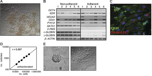 Figure 4. Developmental potential of human blast colonies. (A) Photograph showing the adherent and nonadherent population generated from an individual 6-day-old blast colony plated on a thin layer of matrigel in media containing both hematopoietic and endothelial cytokines. (B) Expression analyses of the nonadherent and adherent populations generated from 6 individual blast colonies. The colonies were grown from day-4 EB-derived KDR-positive cells. (C) Immunostaining and DiI-Ac-LDL uptake of adhesive cells generated from a single blast colony. CD31 expression is indicated by green fluorescence and LDL uptake by red fluorescence. Original magnification: × 400. (D) Cell dose-response showing the relationship between the number of day-4 EB cells plated and the number of blast colonies that develop. (E) Photograph of a blast colony generated from a single KDR+ cell and of the adherent and nonadherent populations generated from it. Single KDR+ cells from day-3 EBs were deposited into microtiter wells containing methylcellulose. After 6 days of culture, the colony was picked from the microtiter well and cultured on a thin layer of matrigel for an additional 6 days. Original magnification for the colony and expanded populations: × 400.