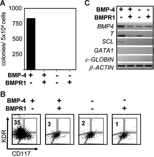 Figure 7. BMP-4 requirement for hemangioblast development. (A) Blast colony potential of day 4-EBs induced in the presence and absence of BMP-4 and soluble BMP-4 receptor (sBMP4R-lA, sBMP4R-lB, 250 ng/mL). The presence and absence of factor and receptor are indicated below the graph. (B) Flow cytometric analysis showing KDR and CD117 expression of the 4 different EB populations. (C) RT–PCR expression analyses of the same EB populations analyzed in panel A.