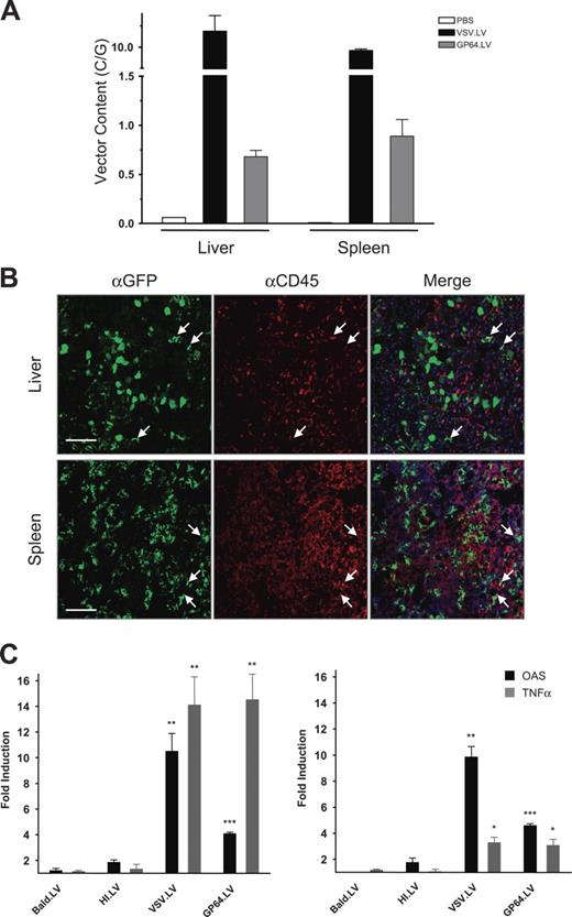 Figure 3. LV-mediated induction of innate immunity is dependent on vector infectivity. (A) Balb/c mice were injected via tail vein with PBS, 10 μg VSV.LV, or 15 μg gp64.LV. Spleen and liver samples were analyzed at 4 hours after injection by Q-PCR to measure LV copies per genome (C/G). All samples were normalized to murine β-actin. Values are presented as the means ± SEM for 3 mice per group. □ indicates PBS; ▪, VSV.LV; and ⊡, gp64.LV mice. (B) Confocal immunofluorescence microscopy analysis of liver and spleen sections from mice administered gp64.LV 7 days earlier. Fixed frozen sections were costained with anti-GFP (green) antibodies to identify transduced cells, and anti-CD45 (red) antibodies to identify hematopoietic lineage cells. Arrows indicate selected cells that costain for both GFP and CD45; these cells appear yellow. TO-PRO-3 (blue) was used to stain nuclei. Scale bars equal 200 μm. (C) The cytokine profile, as measured by RPA, of the liver (left) and spleen (right) 4 hours after injection with the indicated LV (n=3 per group). Analysis was carried out as described in Figure 2. HI.LV indicates heat-inactivated LV; bald.LV, envelope-negative LV. Asterisks indicate t-test significance value of treatment group compared with bald.LV (*P < .05; **P < .005; ***P < .001).