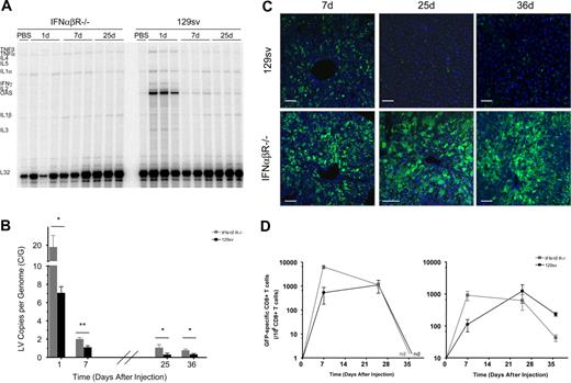 Figure 5. The IFNαβ response mediates reduced transduction efficiency and plays a role in immune-mediated vector clearance. IFNαβR−/− and wild-type strain-matched controls (129sv) were treated with 15 μg VSV.LV (n=6/group/time point). (A) Cytokine profile of the liver and spleen (not shown) were measured by RPA. Analysis was carried out as described in Figure 2. (B) Q-PCR analysis of LV DNA content within the liver and spleen of wild-type (▪) and IFNαβR−/− (⊡) mice at 24 hours after injection. All samples were normalized to murine β-actin. Values are presented as the means ± SEM. Asterisks indicate t-test significance values of wild-type compared with IFNαβR−/− mice (*P <.05; **P < .005). (C) Confocal immunofluorescence analysis of liver sections at the indicated time. Fixed frozen sections were costained with anti-GFP (green) antibodies to identify transduced cells. TO-PRO-3 (blue) was used to stain nuclei. Images are representative of 6 mice analyzed. Scale bars equal 75 μm. (D) ELISPOT analysis of the frequency of GFP-specific IFN-γ secreting CD8+ T cells from the liver (left) and spleen (right) of treated mice. Results are presented as the means ± SEM (n=3/group/time point). ND indicates not detected.