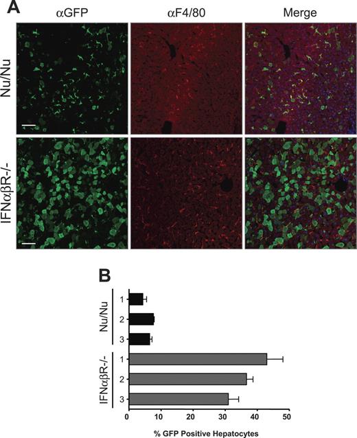 Figure 6. The IFNαβ response, and not the adaptive immune system, affects the liver transduction profile of LVs. (A) Confocal immunofluorescence analysis of the liver from nude (Nu/Nu; n=3) and IFNαβR−/− (n=6) mice treated with 15 μg VSV.LV 3 weeks earlier. Fixed frozen sections were costained with anti-GFP (green) and anti-F4/80 (red) antibodies to identify transduced cells and KCs, respectively. TO-PRO-3 (blue) was used to stain nuclei. Scale bars equal 75 μm. (B) Quantitative analysis of the frequency of GFP-positive hepatocytes from LV-treated Nu/Nu and IFNαβR−/− mice. Results are presented as the means ± SEM counts performed on 3 random sections from individual mice.