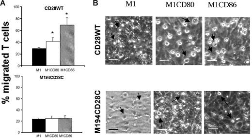 Figure 2. PI3-kinase recruitment is required for CD28-mediated enhancement of T-cell adhesion and motility. (A) Murine T-cell hybridomas (5 × 105/transwell) expressing either human CD28 wild-type (top row) or M194CD28C were seeded onto M1, M1-CD80, and M1-CD86 monolayers grown on transwells. The average percentage of migrated cells after 24 hours in 3 independent experiments is shown. Standard error bars are shown. M1-CD80 versus M1, *P = .023; M1-CD86 versus M1, *P = .013. (B) CD28WT (top row) or M194CD28C (bottom row) T-cell hybridomas (indicated by arrows; 5 × 105/dish) were coincubated for 4 hours at 37°C in 25-mm Petri dishes with confluent M1, M1-CD80, or M1-CD86 cells. Images were analyzed by bright-field phase-contrast microscopy (scale bar: 20 μm).