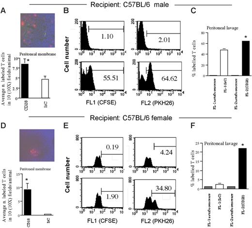 Figure 6. CD28- and TCR-mediated signals exert independent effects on T-cell migration. Male (A-C) and female (D-F) C57BL/6 mice were coinjected intravenously with HY-specific CD28-triggered (PKH26 labeled) or control (CFSE labeled) T cells 48 hours after receiving 600U IFNγ. A representative image (scale bar: 30 μm) and the mean T-cell infiltration of the peritoneal membrane, assessed as specified in “Materials and methods,” are shown. (C,F) Representative histograms and average number (+SE) of labeled T cells in the peritoneal lavage of at least 3 mice that received either PBS (top histograms and autofluorescence bars) or T cells 24 hours earlier are shown. (A, *P < .01; C, *P < .05; D, *P < .003; F, *P < .005).