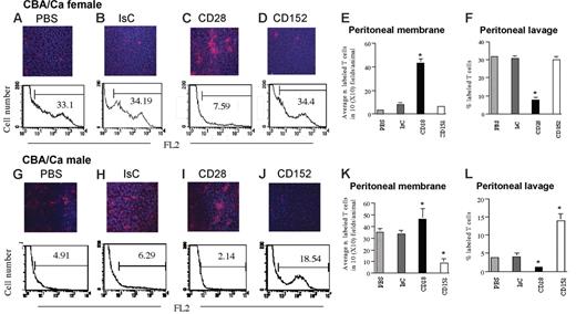 Figure 7. CD28- and CTLA-4–mediated signals elicit opposite effects on tissue infiltration by T cells. Female and male CBA/Ca mice were treated intraperitoneally with 600 U IFNγ. After 48 hours, 5 × 106 PKH26-labeled HY-specific CD8+ C6 T cells were injected intraperitoneally in PBS (A-B). In some mice, T cells were coinjected with a mixture of hamster anti–mouse CD28 (5 μg/5 × 106 cells) and rabbit anti–hamster Ig (2.5 μg/5 × 106 cells; C,I) or hamster anti–mouse CD152 (2.5 μg/5 × 106 cells) and rabbit anti–hamster Ig (1.25 μg/5 × 106 cells; D,J) together with the PKH26-labeled C6 cells. As a control, mice were injected with a mixture of hamster Ig (5 μg/5 × 106 cells, the highest Ig dose used for cross-linking) and rabbit anti–hamster Ig (2.5 μg/5 × 106 cells) together with labeled T cells (B,H). The presence of labeled T cells in the peritoneal membrane and lavage was analyzed after 24 hours by wide-field fluorescence microscopy and flow cytometry, respectively. To minimize the effect of arbitrary choice of field, × 10 magnifications are shown. Tissue infiltration was quantified by randomly selecting ten × 10-magnified fields and assessing the number of fluorescent cells in each field. The mean T-cell infiltration ± SD observed in samples from at least 3 animals are summarized in panels E,K (infiltration of the peritoneal membrane) and F,L (cells retrieved in the peritoneal lavage). E, *P < .004; F, *P < .007; K, *P < .05 for CD28 and *P < .001 for CD152; L, *P < .02 for CD28 and *P < .001 for CD152.