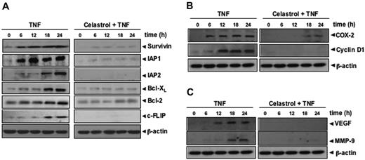 Figure 2. Celastrol inhibits TNF-induced NF-κB-regulated gene products. (A) Celastrol inhibits the expression of antiapoptotic gene products such as survivin, IAP1, IAP2, Bcl-XL, Bcl-2, and c-FLIP. KBM-5 cells (2 × 106/mL) were left untreated or were incubated with 2.5 μM celastrol for 6 hours and then treated with 1 nM TNF for different amounts of time. Whole-cell extracts were prepared, and 30 μg of the whole-cell lysate was analyzed by Western blotting using antibodies against IAP1, IAP2, Bcl-xl, Bcl-2, cFLIP, and survivin as indicated. (B) Celastrol inhibits COX-2 and cyclin D1 expression induced by TNF. KBM-5 cells (2 × 106/mL) were left untreated or were incubated with 2.5 μM celastrol for 6 hours and then treated with 1 nM TNF for different times. Whole-cell extracts were prepared, and 30 μg of the whole-cell lysate was analyzed by Western blot analysis using antibodies against COX-2 and cyclin D1. (C) Celastrol inhibits VEGF and MMP-9 expression induced by TNF. KBM-5 cells (2 × 106/mL) were left untreated or were incubated with 2.5 μM celastrol for 6 hours and then treated with 1 nM TNF for different times. Whole-cell extracts were prepared, and 30 μg of the whole-cell lysate was analyzed by Western blot analysis using antibodies against MMP-9 and VEGF. Data are for a representative experiment of 3 independent experiments showing similar results.