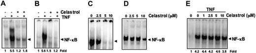 Figure 4. Celastrol suppresses TNF-induced NF-κB activation in different cell types. (A) Human lung carcinoma H1299 and (B) human embryonic kidney A293 cells were incubated with 5 μM celastrol for 6 hours, followed by incubation with 0.1 nM TNF for 30 minutes. Nuclear extracts were then prepared and assayed for NF-κB activation by EMSA. The results shown are representative of 3 independent experiments. (C) Human multiple myeloma U266 and (D) bladder cancer 253JBV cells were incubated with the indicated concentrations of celastrol for 6 hours. Nuclear extracts were then prepared and analyzed for NF-κB activation by EMSA. (E) The direct effect of celastrol on NF-κB complex was investigated. Nuclear extracts were prepared from untreated cells or cells treated with 0.1 nM TNF and incubated for 30 minutes with the indicated concentrations of celastrol. They were then assayed for NF-κB activation by EMSA. The results shown are representative of 3 independent experiments.