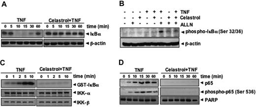 Figure 5. Inhibitory effects of celastrol. (A) Celastrol inhibits TNF-induced degradation of IκBα. KBM-5 cells were incubated with 5 μM celastrol for 6 hours and treated with 0.1 nM TNF for the indicated times. Cytoplasmic extracts were prepared and analyzed by Western blotting using antibodies against anti- IκBα. The results shown are representative of 2 or 3 independent experiments. Equal protein loading was evaluated by β-actin (bottom). (B) Celastrol blocks the phosphorylation of IκBα by TNF. Cells were preincubated with 5 μM celastrol for 6 hours, incubated with 50 μg/mL N-acetyl-leucyl-leucyl-norleucinal (ALLN) for 30 minutes, and then treated with 0.1 nM TNF for 10 minutes. Cytoplasmic extracts were fractionated and then subjected to Western blot analysis using phospho-specific anti-IκBα antibody. The same membrane was reblotted with β-actin antibody. (C) The effect of celastrol on the activation of IKK by TNF was investigated. KBM-5 cells were incubated with 5 μM celastrol for 6 hours, incubated with 50 μg/ml ALLN for 30 minutes, and then treated with 1 nM TNF for different time intervals. Whole-cell extracts were prepared, and extracts were immunoprecipitated with antibodies against IKK-α and IKK-β. Thereafter, the immune complex kinase assay was performed as described in “Materials and methods.” To examine the effect of celastrol on the level of expression of IKK proteins, whole-cell extracts were fractionated on SDS-PAGE and examined by Western blot analysis using anti–IKK-α and anti–IKK-β antibodies. The results shown are representative of 3 independent experiments. (D) Celastrol inhibits TNF-induced nuclear translocation and phosphorylation of p65. KBM-5 cells were either untreated or were pretreated with 5 μM of celastrol for 6 hours at 37°C and then treated with 0.1 nM TNF for the indicated times. Nuclear extracts were prepared and analyzed by Western blotting using antibodies against phospho-specific p65 and anti-p65. The results shown are representative of 2 or 3 independent experiments.