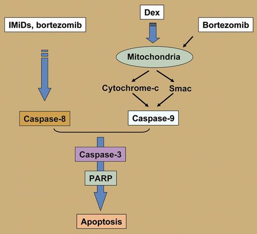 Dual apoptotic signaling as a rationale for combination therapy in multiple myeloma. IMiDs indicates immunomodulatory drugs (eg, thalidomide, lenalidomide); Dex, dexamethasone.