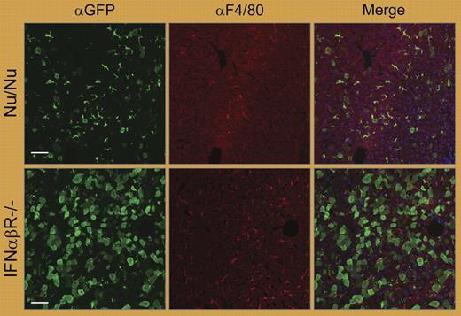 The IFNαβ response, and not the adaptive immune system, affects the liver transduction profile of LVs. See the complete figure in the article beginning on page 2797.