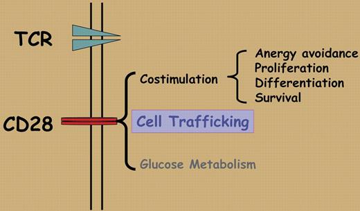 Functions of the CD28 T-cell receptor.
