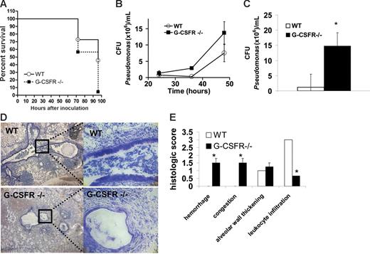 Figure 1. G-CSFR−/− mice display increased susceptibility to bronchopulmonary infection with P aeruginosa. (A) Wild-type (n = 22) and G-CSFR−/− mice (n = 23) were challenged with a single intratracheal injection of P aeruginosa–laden beads. Kaplan-Meier estimates demonstrate significantly decreased survival in G-CSFR−/− mice compared with wild-type mice (log rank, P = .006). Bacterial load of P aeruginosa in the lung was estimated by measuring the number of bacterial CFUs in the BALF (B) at the indicated times. The number of animals at each time point ranges from n = 4 at 24 hours to n = 21 at 48 hours. Bacterial load was also measured in whole lung homogenates (C) at 48 hours (n = 4). (D) Representative Giemsa-stained sections of lung tissue 72 hours after infection with Pseudomonas-laden beads are shown. Original magnification, × 40 (left panel) or × 200 (right panel). (E) Lungs harvested at 72 hours were sectioned and assigned a histologic score as described in “Materials and methods” (n = 4). Data represent the mean ± SEM; *P ≤ .05.