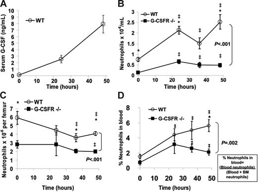 Figure 2. The systemic neutrophil response following P aeruginosa infection is impaired in G-CSFR−/− mice. (A) The serum concentration of G-CSF in wild-type mice at the indicated times following P aeruginosa infection was measured by ELISA. (B) The absolute neutrophil count in the blood was measured in wild-type and G-CSFR−/− mice (n = 8-26, each time point). (C) The number of mature neutrophils per femur was measured in wild-type and G-CSFR−/− mice (n = 4-17, each time point). (D) The percentage of the total body pool of mature neutrophils present in the blood was estimated as described in “Materials and methods” (n = 4-17, each time point). All data represent the mean ± SEM. ‡P < .05 compared with untreated mice of the same genotype. *P < .05 compared with G-CSFR−/− mice.
