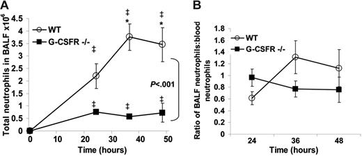 Figure 4. Neutrophil accumulation into the BALF of G-CSFR−/− mice is reduced following P aeruginosa infection. (A) Kinetics of neutrophil accumulation into the BALF of wild-type and G-CSFR−/− mice following P aeruginosa infection (n = 3-13, each time point). (B) To correct for the effect of circulating neutrophil number on neutrophil recruitment to the lungs, the number of neutrophils in the BALF of each mouse was divided by the total number of neutrophils present in the blood. All data represent the mean ± SEM. ‡P < .05 compared with untreated mice of the same genotype. *P < .05 compared with G-CSFR−/− mice.