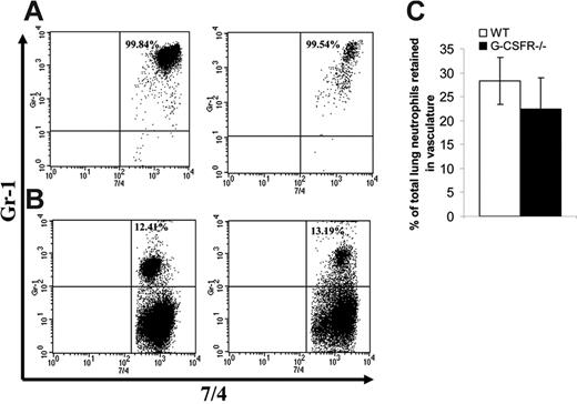 Figure 5. Accumulation of neutrophils in pulmonary vessels. Forty-eight hours after P aeruginosa inoculation, wild-type and G-CSFR−/− animals were injected with PE-Gr-1 antibody. Five minutes later, neutrophils in blood (A) and lung homogenate (B) were harvested as described in “Materials and methods.” Shown are representative fluorescence-activated cell sorted (FACS) plots of wild-type (left) and G-CSFR−/− mice (right) stained ex vivo with FITC-7/4 (antineutrophil) antibody. (C) Quantitation of the percentage of 7/4+Gr-1+ cells in lung homogenate of wild-type (□) and G-CSF−/− (▪) animals (n = 5). Data represent the mean ± SEM.