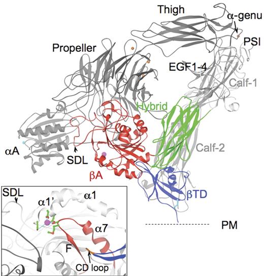 Figure 1. Spatial relationships of the βTD domain. A ribbon diagram of a model of CD11b/CD18 based on the crystal structure of unliganded αVβ3 ectodomain.2 The 8 β2-subunit domains are labeled. The 5 CD11b-subunit domains αA (MIDAS ion in cyan), propeller (with 4 metal ions, orange circles), thigh, and calf-1 and -2 (light gray) are labeled. The metal ion in the α-genu (arrow) is in orange. The specificity-determining loop (SDL) in βA is indicated by an arrowhead. The C663-C687 disulfide bridge found at the bottom of the CD loop is shown in cyan. The position of the plasma membrane (PM) is indicated by a dotted line for orientation. (Inset) An enlarged image of the βTD's CD loop (brown, arrow) and F/α7 region (red) in the unliganded αVβ3 ectodomain.2 The ADMIDAS (adjacent to MIDAS) ion (magenta) links the α1′-α1 helix and F/α7 loop through D126D127 and M335 (equivalent to D119D120, E325 in the β2 subunit, respectively) (Cα is in green; oxygens, red). S123 in β3 (and S116 in β2) completes the metal coordination sphere.