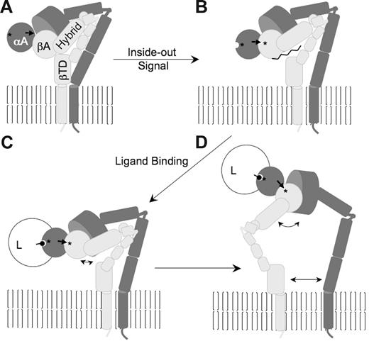 Figure 7. A mechanistic model for the conformational changes during integrin activation and signaling. (A) Schematic of the domain structure of low-affinity leg-bent CD11b/CD18 (CD11b and CD18 in dark and light gray, respectively). βTD contacts the βA and hybrid domains, and the 2 legs are in close proximity. The αA is occupied by a metal ion in the low-affinity MIDAS (asterisk); the bottom of α7 helix of inactive αA (thick black arrow) is not engaged by βA. (B) Inside-out activation disrupts the βTD contact with βA, which unlocks the βA F/α7 loop and allows the inward shift of the α1 helix leading to the formation of a stable αA-bound βA MIDAS (asterisk), which in turn stabilizes αA in the open (high-affinity) state (open semicircle). (C-D) Ligand (L) (black circle on a stick) bound at αA MIDAS stabilizes the occupancy of βA MIDAS by endogenous αA, opening the βA/hybrid hinge to different degrees (double-headed arrows), with a larger hinge opening forcing genu extension and leg separation (D), resulting in outside-in signaling. See text for additional details.