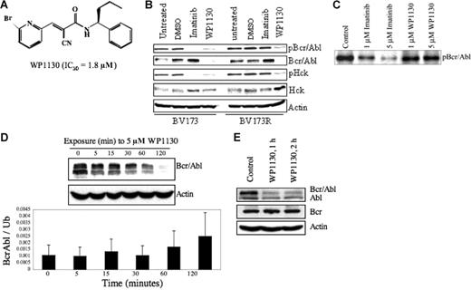 Figure 1. WP1130 inhibits the autoactivation of Bcr/Abl by inducing its rapid down-regulation. (A) Chemical structure of WP1130. The IC50 of Bcr/Abl-expressing cell lines (K562, BV-173) is also noted. (B) The BV173 (wild-type Bcr/Abl) and BV173R (T315I Bcr/Abl mutant) CML cell lines (1 × 106 cells/mL each) were treated with 5 μM imatinib mesylate or WP1130 for 1 hour. Cells were harvested, and the expression of Bcr/Abl, pY-Bcr/Abl, Hck, and pY396-Hck were determined by Western blotting. Actin was blotted as a protein-loading control. Controls were cells exposed to a comparable volume of solvent (DMSO) for 1 hour. (C) Immune-complex kinase assays were performed with Bcr/Abl isolated from K562 cells and incubated with the indicated agent for 30 minutes at 30°C in the presence of unlabeled ATP. Bcr/Abl autophosphorylation was determined by immunoblotting the resolved proteins for phosphotyrosine. (D) K562 CML cells (1 × 106 cells/mL) were treated with 5 μM WP1130 for the indicated times and subjected to Western blotting to assess Bcr/Abl protein expression levels over the 120-minute treatment period (top). Actin was used as a protein-loading control. Real-time PCR analysis of mRNA extracted from the harvested cells (bottom) was carried out to examine the effect of WP1130 on transcription of the bcr/abl gene. Results are expressed as mean ± standard error of 3 independent experiments. (E) K562 CML cells (1 × 106 cells/mL) were treated with 5 mM WP1130 for 1 hour or 2 hours, and the expression of Bcr/Abl, c-Abl, and Bcr proteins in treated and untreated cells was determined by Western blotting. Actin was used as a protein-loading control.