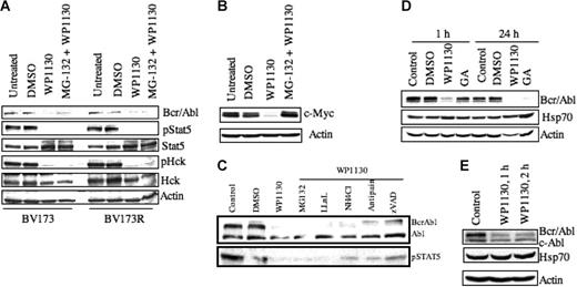 Figure 2. Down-regulation of Bcr/Abl protein by WP1130 is not associated with changes in Hsp70 and is not suppressed by protease inhibition. (A) BV173 CML cells (wild-type Bcr/Abl) and BV173R cells (T315I Bcr/Abl mutant) (1 × 106 cells/mL) were treated with 5 μM WP1130 for 1 hour or 40 μM of the proteasomal inhibitor MG-132 for 2 hours before treatment with WP1130 (5 μM) for 1 hour. Cells were harvested, and the expression of Bcr/Abl, pStat5, Stat5, pHck, and Hck was determined by Western blotting. Actin was used as a protein-loading control. (B) MM-1 multiple myeloma cells were treated with 5 μM WP1130 for 1 hour or pretreated with 40 μM MG-132 for 2 hours before treatment with WP1130 for 1 hour. Untreated and vehicle-treated (DMSO) cells served as controls. Cell lysates were immunoblotted for c-Myc. Actin was used as a protein-loading control. (C) K562 cells (1 × 106) were treated with 5 μM WP1130 for 1 hour or pretreated with protease inhibitors (40 μM MG-132, 100 μM LLnL, 2500 μM NH4Cl, 20 μM antipain, 40 μM zVAD) for 2 hours before incubation with WP1130 for 1 hour. Lysates were immunoblotted with anti-Abl to detect Bcr/Abl and c-Abl. pStat5 was also immunoblotted to determine the effect of inhibitors on Bcr/Abl signaling. (D) K562 cells (1 × 106) were treated with 5 μM WP1130 or 5 μM geldanamycin (GA) for 1 hour or 24 hours before analyzing lysates for expression of Bcr/Abl and Hsp70 protein by Western blotting. Actin was used as a protein-loading control. (E) K562 cells (1 × 106) were treated with 5 μM WP1130 for 1 hour or 2 hours, and the expression of Bcr/Abl and Hsp70 proteins in the treated and untreated cells was determined by Western blotting. Actin was used as a protein-loading control.