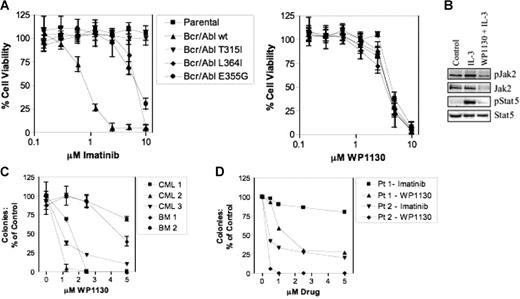Figure 3. WP1130 reduces the viability of cells expressing wild-type and mutant Bcr/Abl. (A) BaF/3 cells (1 × 104) expressing wild-type or mutant Bcr/Abl (T315I, L364I, E355G) were treated with the indicated concentration of WP1130 or imatinib mesylate for 72 hours before analysis of cell viability (MTT staining). IL-3–dependent BaF/3 cells (parental) were also screened for drug sensitivity. The results represent the average ± SEM of 4 assays. (B) BaF/3 (2 × 106) (parental) cells were treated with IL-3 (1 ng/mL) alone or pretreated for 2 hours with 5 μM WP1130 before IL-3 incubation for 15 minutes. Cell lysates were prepared, and Jak2 was immunoprecipitated and immunoblotted with anti-pY (top) followed by anti-Jak2 (bottom). Total cell lysates were also blotted for pStat5 and Stat5. (C) CD34+ cells from 2 bone marrow donors (BM) or 3 patients with newly diagnosed CML were cultured with WP1130 at the concentration indicated before analysis of effects on colony formation as described in “Materials and methods.” Results are reported as the percentage of colonies in control samples (vehicle alone). Analysis was performed in triplicate, and the results are presented as mean ± SEM. (D) Fractionated bone marrow cells obtained from patients in CML myeloid and lymphoid blast crisis were cultured in AML and ALL colony culture assays, respectively. Data are reported as the percentage of control of duplicate cultures. Patient 1 was in lymphoid blast crisis and patient 2 was in myeloid blast crisis.