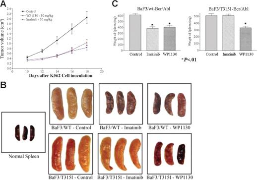 Figure 5. WP1130 reduces the growth of CML tumors and Bcr/Abl-expressing cells in nude mice. K562 cells were inoculated subcutaneously into nude mice as described. Initial tumor volumes were measured 10 days later, and the mice were randomly assigned to 3 treatment groups (5 animals/group). Animals were treated with WP1130 (30 mg/kg every other day for 9 days, 5 injections) or imatinib mesylate (50 mg/kg every day for 9 days, 9 injections). Tumors were measured with electronic calipers, and volumes were calculated in cubic millimeters by determining the length × breadth × height of each tumor. Results are expressed as mean ± standard error of the mean of the measurements from all 5 animals per group during the treatment. Animals were weighed when the tumors were measured, and no difference in body weight was noted between treated or control animals (data not shown). (B) BaF/3/WT- or BaF/3/T315I Bcr/Abl-expressing cells were injected (intravenously) into nude mice as described in “Materials and methods.” One day later, animals were randomly separated into 3 groups. One group received vehicle alone (control), the second group received imatinib mesylate daily, and the third group was treated with WP1130 every other day. Fifteen days after tumor cell inoculation, animals were killed, and their spleens were removed, weighed, and photographed. Spleens from non–tumor-bearing animals (normal spleen) were also photographed for comparison. (C) The average ± SEM spleen weight from each treatment group is shown. P < .01 from Student t test.