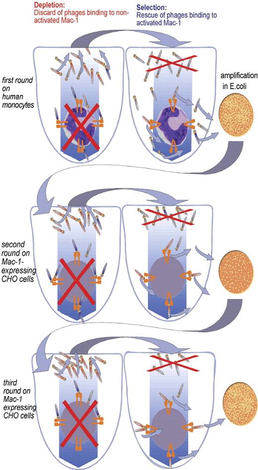 Figure 1. Subtractive panning (depletion/selection) strategy for the generation of conformation-specific single-chain antibodies. The first round was performed on human monocytes. A depletion step was performed in which phages bound to nonactivated Mac-1 or to the monocytes cell surface were separated by centrifugation and discarded. The supernatant was used for the next selection step in which the nonbinding phages in the supernatant were discarded and the binding phages were rescued and eluted. The obtained phages were then amplified in Escherichia coli and used for the next round. In the following 3 rounds (only 2 are pictured), the cell background was changed to Mac-1–expressing CHO cells to avoid enrichment of phages binding to activation-specific monocyte epitopes other than those on Mac-1.