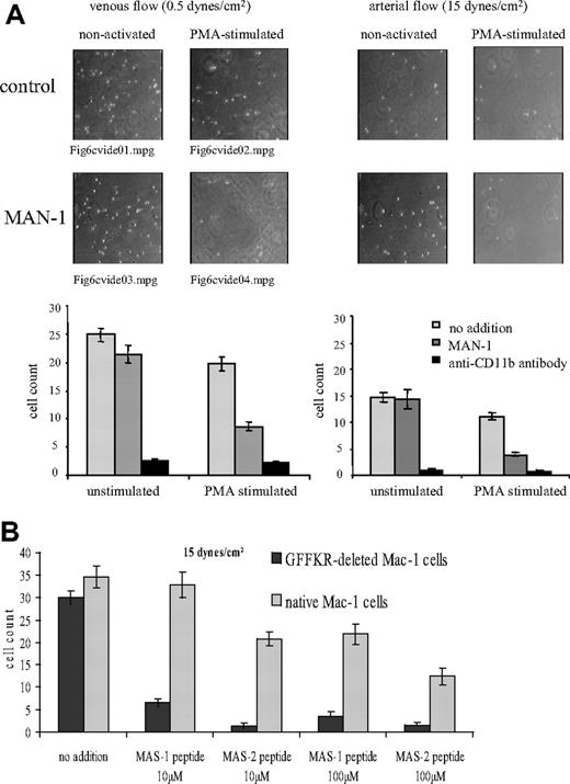 Figure 6. Single-chain antibody MAN-1–derived peptides and circular MAS-1– and MAS-2–derived peptides specifically inhibit adhesion, which is mediated by the activated Mac-1 integrin. (A) MAN-1 inhibits adhesion of PMA-activated monocytes but not nonactivated monocytes to immobilized fibrinogen under flow conditions. An activation-nonspecific CD11b antibody (clone 2LPM19c) inhibits both activated and nonactivated monocytes. (B) Inhibition of adhesion of Mac-1–expressing CHO cells on immobilized fibrinogen by circular MAS-1– and MAS-2–derived peptides under flow conditions. For all flow experiments, means and standard deviations of adhering cells based on the counting of 5 visual fields are given. Representative examples of at least 6 experiments are demonstrated.