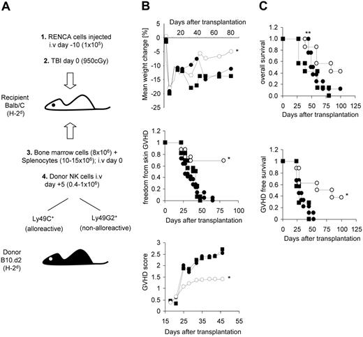 Figure 2. GVHD incidence and survival in tumor-bearing mice after allogeneic SCT given a single infusion of either Ly49 ligand-matched, ligand-mismatched, or no donor NK cells. Model of transplantation and adoptive NK cell infusion (A). NK cells expressing Ly49G2 (binds to H-2Dd) and Ly49C (binds to H-2Kb) represent ligand-matched “nonalloreactive” and ligand-mismatched “alloreactive” NK cells, respectively. Balb/C mice were irradiated (950 cGy) and underwent transplantation with 10 × 106 to 15 × 106 splenocytes and 8 × 106 bone marrow cells from B10.d2 donor mice. NK cells isolated from B10.d2 mice were expanded in 500 U/mL IL-2 for 5 days and injected 5 days after transplantation (0.4 × 106-1.0 × 106 NK cells/mouse) with Ly49G2+ NK cells (•), Ly49C+ NK cells (○), or no NK cells (▪). Recipients were monitored for development of symptoms of GVHD. Weight loss (top panel), freedom from skin GVHD (middle panel), and the mean cumulative GVHD score (bottom panel) were evaluated (B). Alopecia, hunched posture, loss of activity, and weight loss were noted before day 40 in the majority of mice that developed GVHD. Recipients injected with 105 RENCA tumor cells and 0.4 × 106 to 1.0 × 106 purified NK cell subpopulations on day 10 before transplantation and on day 5 after transplantation, respectively, were assessed for GVHD-free survival, overall survival, and tumor status by postmortem examination (C). Four pooled experiments with a total of 16 to 22 mice in each group are shown for panel B. Two pooled experiments with a total of 7 to 9 mice in each group are shown for panel C. *P < .05 compared with recipients of Ly49G2 NK cells and recipients of no NK cells; unpaired t test and Fisher exact test. **Recipients surviving longer than 50 days after transplantation were evaluated after death for the presence of lung metastases; 43% of mice receiving Ly49 ligand-mismatched NK cells, 17% of mice that received Ly49 ligand-matched NK cells, and 0% of mice that did not receive NK cells had no evidence of tumor.