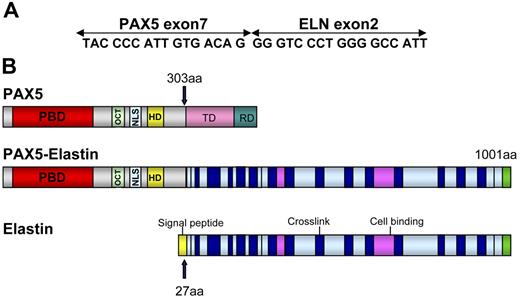 Figure 3. Schematic representation of PAX5-ELN. (A) Open reading frame of the chimeric PAX5-ELN gene. (B) Structure of PAX5, PAX5-ELN and ELN proteins. OCT indicates octapeptide; TD, transactivation domain; and RD, repressor domain.