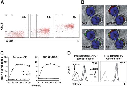 Figure 1. A Db-PE tetramer binds and is internalized by cognate T cells. (A) Bound tetramer is visible on adoptively transferred P14.GFP T cells in the lymph node after injection of gpC9M-PE, causing activation. Histograms are gated on GFP+ CD8+ T cells; there was no increase in CD25 expression on host GFP− CD8+ T cells. (B) Internalized tetramer colocalizes with LAMP-1 (CD107a), as visualized by confocal microscopy of acid-stripped P14 T cells. Both surface and internal gpC9M-PE tetramers were observed with nonstripped cells (not shown). In all panels, original magnification was × 630. (C) Bound gpC9M-PE tetramer and the TCR are internalized rapidly at 37°C, with identical kinetics. For clarity, only data from acid-stripped cells (ie, internal fluorescence) is shown. (D) All metabolically active T cells have internalized tetramer by 30 minutes. P14 T cells incubated with gpC9M-PE show a progressive increase in acid-resistant fluorescence over time (time points > 60 minutes not shown). Results represent 2 independent experiments. In all experiments, control tetramers flu-PE (A) and hyC2A-PE (B-D) and the control FITC-labeled hamster anti-TNP mAb (C-D), did not bind, activate, or enter P14.GFP or P14 T cells (not shown).