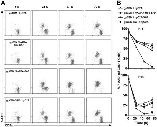 Figure 4. Db-SAP tetramers eliminate most cognate CD8+ T cells in vitro within 72 hours. (A) Representative dotplots show the time course of deletion of female H-Y T cells incubated with hyC2A-SAP. (B). Kinetics of Db-SAP tetramer-mediated deletion of H-Y (top) and P14 (bottom) T cells. Identical results were obtained in 3 independent experiments.