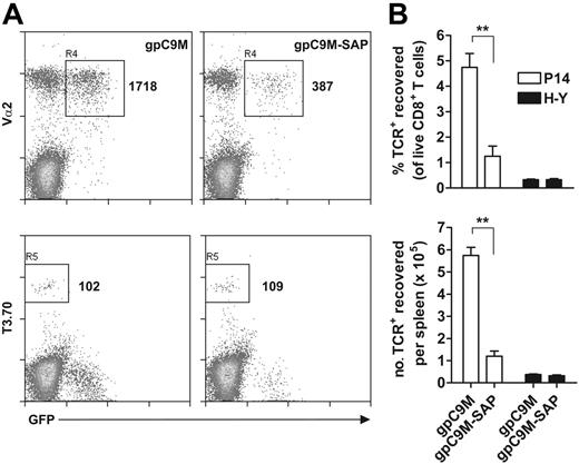 Figure 6. A Db-SAP tetramer can delete antigen-specific CD8+ T cells in vivo. (A) Administration of a gpC9M-SAP tetramer selectively eliminates adoptively-transferred P14.GFP (GFP+ Vα2+) but not H-Y (T3.70+) T cells from the spleen of C57BL/6J recipient mice (n = 3/group) at 72 hours. Representative histograms (top and bottom panels are from the same mouse) show a CD8+ T-cell–gated population. An identical number of total events (3.0 × 105) were collected in each sample, and cell viability, measured by 7-AAD exclusion, was equivalent between groups. Numbers indicate cell counts in the region. (B) The loss of P14.GFP T cells with gpC9M-SAP versus gpC9M was significant (**P < .005 by 2-tailed Student t test); differences between H-Y T cells were not significant. Results represent 2 independent experiments.