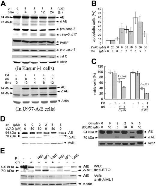 Figure 3. Effects of oridonin on AE fusion protein and the possible mechanisms. (A) In Kasumi-1 cells, oridonin causes a degradation of AE with generation of an approximately 70-kDa catabolic fragment. In this expression, Western blot assay was done using an anti-ETO antibody whose epitope maps at the C-terminal of ETO. Effects of oridonin on casp-3, PARP, casp-9, and cytoplasmic cyt C are also shown. In U937-A/E cells, oridonin treatment also causes degradation of AE (lower panel, using the anti-ETO antibody). (B) Effects of pan-caspase inhibitor on oridonin-induced apoptosis. (C) The presence of PA, which induces the expression of AE, enhances apoptotic effect of oridonin on U937-A/E cells, as revealed by reduction of viable cells upon oridonin treatment. (D) Pretreatment with pan-caspase inhibitor z-VAD.fmk (left panel) and casp-3 inhibitor z-DQMD-fmk (right panel) prevents AE from proteolysis. (E) Pretreatment with 3 proteasome inhibitors, PSI, Lact, and MG-132, cannot prevent oridonin-induced degradation of AE. Error bars represent SD of experiments.