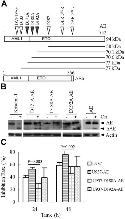 Figure 4. Substitution of Ala for Asp at 188 abrogates AE catabolism and confers oridonin resistance to some extent in U937 cells. (A) Schematics for mutations introduced into the AE fusion protein. (B) D188A mutant in AE abrogates AE degradation or ΔAE generation upon oridonin treatment. Wild type, D171A-AE, D188A-AE, and D192A-AE are transfected into U937 cells that are then treated without or with oridonin. Western blot is performed using an anti-ETO antibody to analyze the effects of oridonin on AE mutants. (C) Oridonin induces a much lower inhibition rate of U937 cells expressing D188A-AE compared with U937 cells expressing wild type or D192A-AE, suggesting D188A-AE confers oridonin resistance to U937 cells. In this experiment, U937 cells expressing AE, D188A-AE, and D192A-AE are treated without or with oridonin, and trypan blue dye exclusion assay is done. Inhibition rate is determined by viable cells in oridonin treatment group compared with those in vehicle control group. Error bars represent SD of experiments.