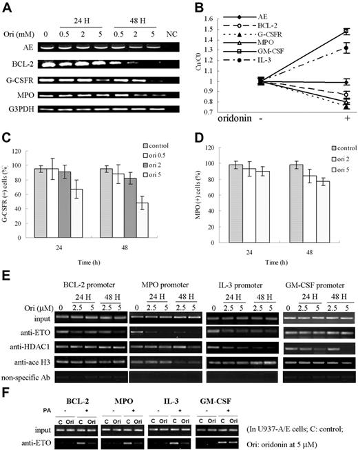 Figure 5. Effects of oridonin on AE targets. (A) Semiquantitative RT-PCR analysis shows a down-regulation of Bcl-2, G-CSFR, and MPO in Kasumi-1 cells treated with oridonin. (B) Quantitative real-time RT-PCR analysis of expression of AE target genes. (C-D) Flow cytometry analysis shows a diminution in expression of G-CSFR (C) and MPO (D) on Kasumi-1 cells treated with oridonin. (E-F) Pharmacologic modulation of AE, HDAC1, and acetyl histone H3 on promoters of BCL-2, MPO, IL-3, and GM-CSF. ChIP assay was done in Kasumi-1 (E) and U937-A/E (F) cells treated with oridonin at indicated concentrations using anti-ETO, HDAC1, and acetyl histone H3 antibodies. Error bars represent SD of experiments.