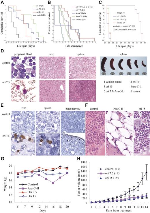 Figure 6. In vivo efficacy of oridonin on t(8;21) leukemia. (A) Oridonin prolongs lifespan of C57 mice bearing AEtr-expressing leukemic cells. (B) Oridonin (7.5 mg/kg per day) plus Ara-C (25 mg/kg per day for 5 days, Ara-C-L) further improves survival of the mice. (C) However, oridonin treatment cannot prolong lifespan of FVB/NJ mice bearing PML-RARα–expressing leukemic cells. (D) Oridonin reduces leukemic cell infiltration in C57 mice. (E) TUNEL assay is performed on specimen from C57 mice. The results show that oridonin induces apoptosis of leukemic cells in vivo. (F) Marrow pathological section stained with hematoxylin-eosin (HE) of mice treated with Ara-C and oridonin. (G) Changes in body weight of mice treated with oridonin and Ara-C. (H) Oridonin inhibits tumor growth in nude mice inoculated with Kasumi-1 cells. The numbers in parentheses represent the number of animals used in each group of this study. Error bars in H represent SD. Stainings were analyzed using an Olympus BX51 research microscope equipped with either a 100×/1.30 NA or a 40×/0.75 NA oil objective, and images were processed using Adobe Photoshop CS.
