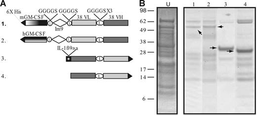 Figure 1. Constructs and purified protein products from cell-free reactions. (A) Diagram of 38C13 idiotype constructs produced in the cell-free expression system. Construct 1 is an scFv linked to mouse GM-CSF via an Im9 linker. Construct 2 links human GM-CSF to the scFv fragment. The third construct is a fusion of IL-1β9aa to the 38C13 scFv. Construct 4 is the 38C13 scFv alone. Constructs not shown are the C-terminal IL-1β9aa fusion to the 38C13 scFv, the A20 scFv, and the E coli disulfide bond isomerase (DsbC). (B) After 4 hours of protein synthesis, products were enriched from the cell-free reaction supernatant using a nickel affinity column. The partially purified products of constructs were analyzed by SDS-PAGE and stained with Coomassie blue. The arrows indicate the band that corresponds to the desired product. For comparison, unpurified cell-free product is shown (lane U).