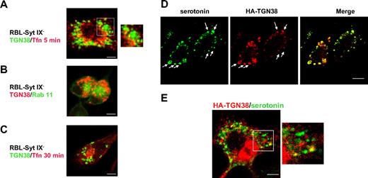 Figure 3. Subcellular localization of HA-TGN38 in RBL-Syt IX− cells. RBL-Syt IX− (A-D) or control RBL cells (E) were transiently transfected with HA-TGN38 cDNA or cotransfected with both HA-TGN38 and Rab 11-GFP (B). Cells were grown on glass coverslips for 48 hours and either allowed to internalize Texas red-conjugated Tfn (50 μg/mL) for 5 minutes (A) or 30 minutes (C) prior to their processing for immunofluorescence or left untreated (B) or incubated with serotonin (200 μM) for the last 24 hours of growth to load the SGs (D-E). Cells were subsequently labeled with mouse anti-HA antibodies (A-E) followed by Cy3-conjugated anti–mouse IgG or double-labeled with mouse antiserotonin and rabbit anti-HA antibodies, followed by FITC-conjugated donkey anti–mouse and Cy3 anti–rabbit IgG (D-E). Bars represent 3 μm (A,D-E) and 5 μm (B-C). Arrows indicate colocalization between HA-TGN38 and serotonin.