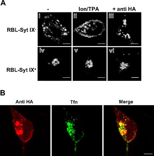 Figure 4. Translocation of HA-TGN38 to the plasma membrane. RBL-Syt IX− (Ai-iii) or RBL-Syt IX+ (Aiv-vi,B) were either left untreated (Ai,iv) or triggered with the calcium ionophore A23187 (1 μM) and the phorbol ester TPA (50 nM) for 30 minutes at 37°C (Aii,v), or incubated with monoclonal anti-HA antibodies (2 μg/mL) for 30 minutes at 4°C and subsequently allowed to internalize the surface bound antibodies at 37°C for 30 minutes without (Aiii,vi) or with Alexa Fluor 488-conjugated Tfn (50 μg/mL) (B) Cells were then labeled with monoclonal anti-HA antibodies, followed by Cy3-conjugated donkey anti–mouse IgG (Ai-ii,iv-v) or labeled with Cy3-conjugated donkey anti–mouse IgG (Aiii,vi,B). Bars represent 3 μm (A) and 4 μm (B).